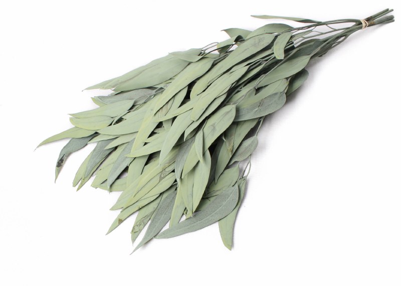 Picture of Dried Eucalyptus Willow Asparagus 75g